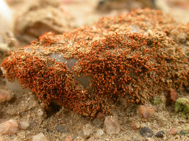 Caloplaca testudinea from Namibia 