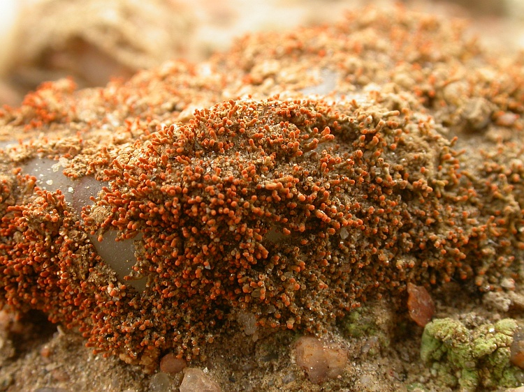 Caloplaca testudinea from Namibia 