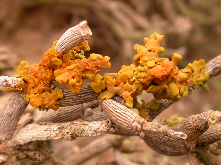 Xanthoria turbinata from Namibia 