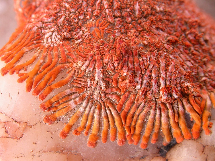 Caloplaca isidiosa from Namibia 