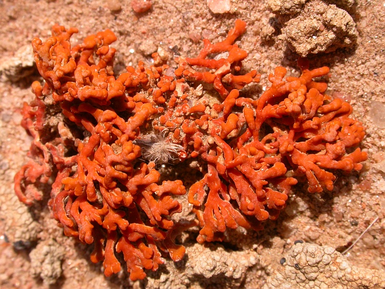 Caloplaca elegantissima from Namibia 