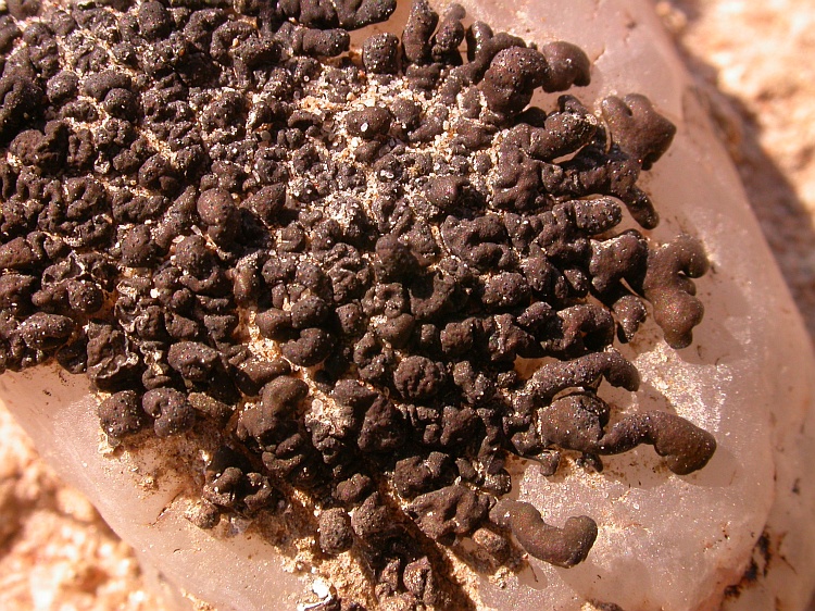 Neofuscelia incomposita from Namibia 