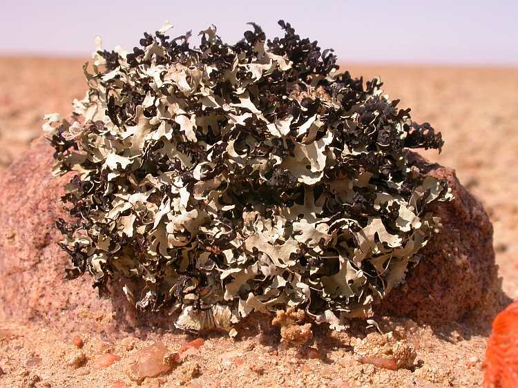 Xanthomaculina hottentotta from Namibia 
