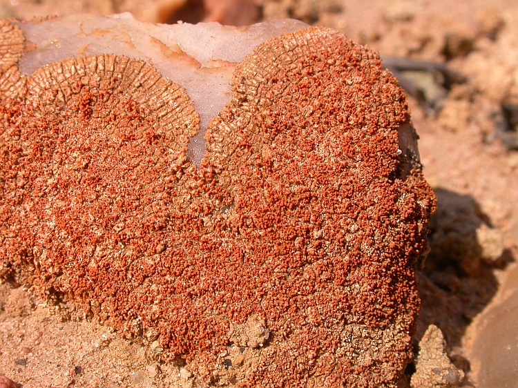 Caloplaca testudinea from Namibia 