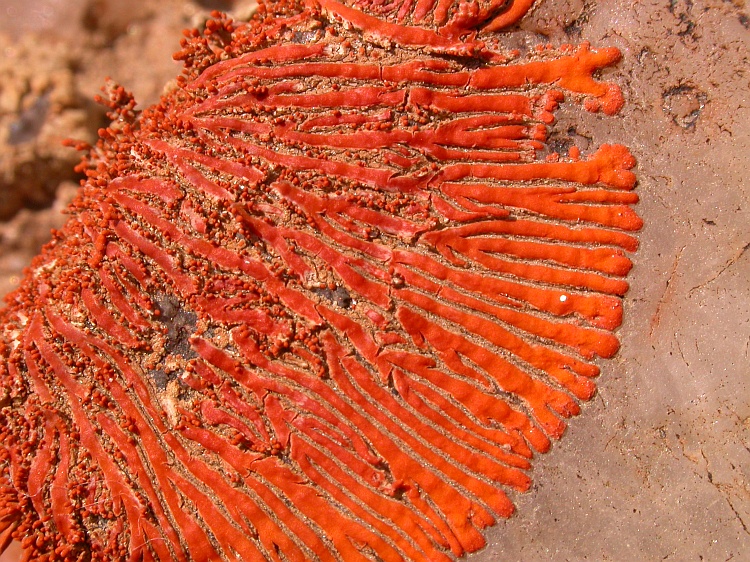 Caloplaca isidiosa from Namibia 