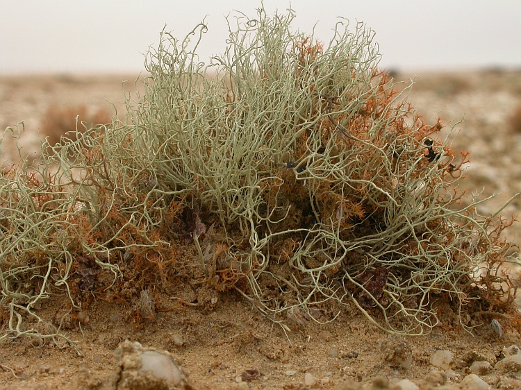 Ramalina melanothrix from Namibia 