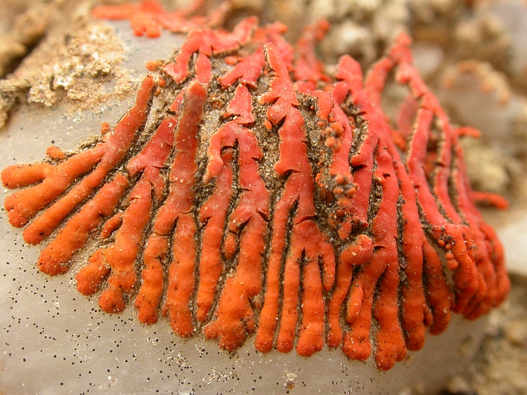 Caloplaca elegantissima from Namibia 