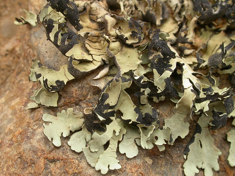 Xanthomaculina hottentotta from Namibia 