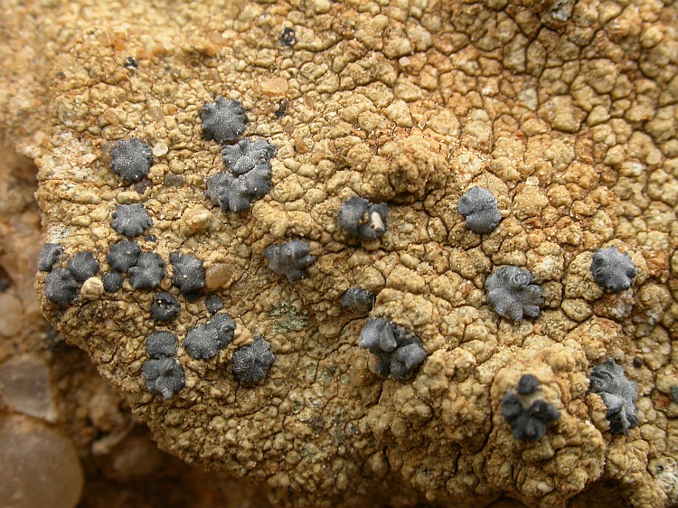 Lecidella crystallina from Namibia 