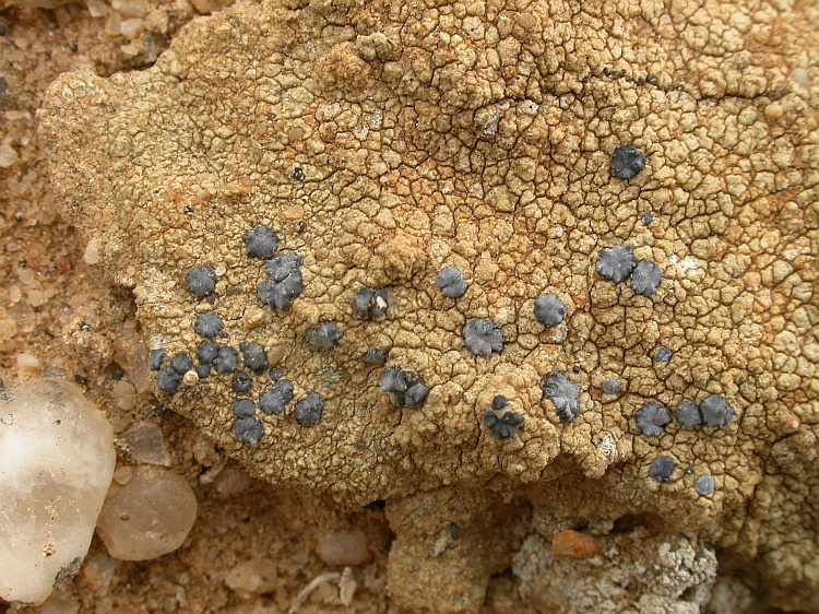 Lecidella crystallina from Namibia 