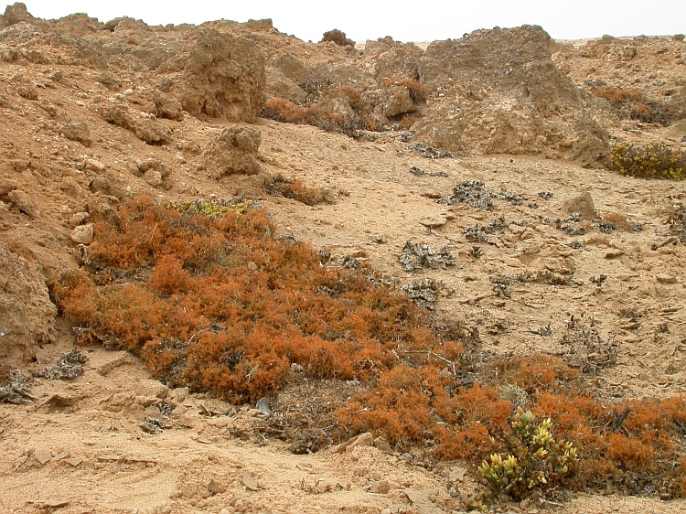 Teloschistes capensis from Namibia 