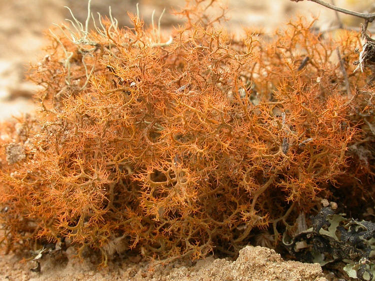 Teloschistes capensis from Namibia 