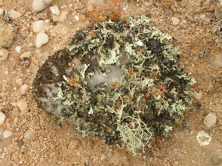 Ramalina melanothrix from Namibia 