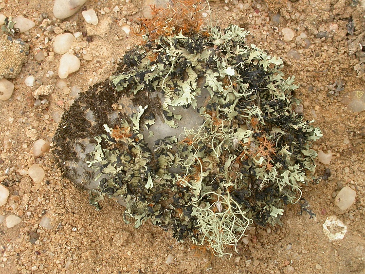 Ramalina melanothrix from Namibia 