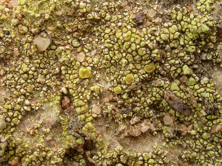 Acarospora schleicheri from Namibia 