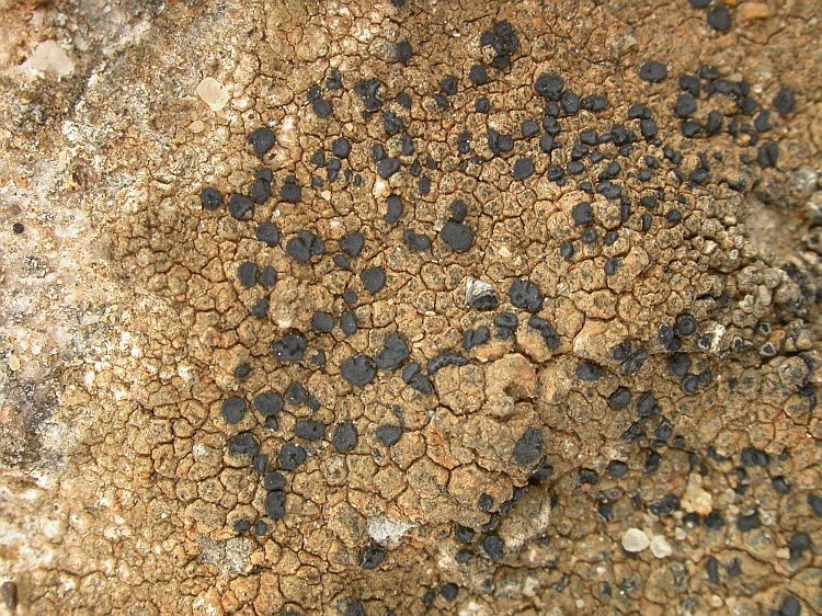 Lecidella crystallina from Namibia 