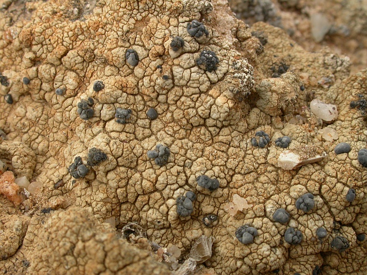 Lecidella crystallina from Namibia 