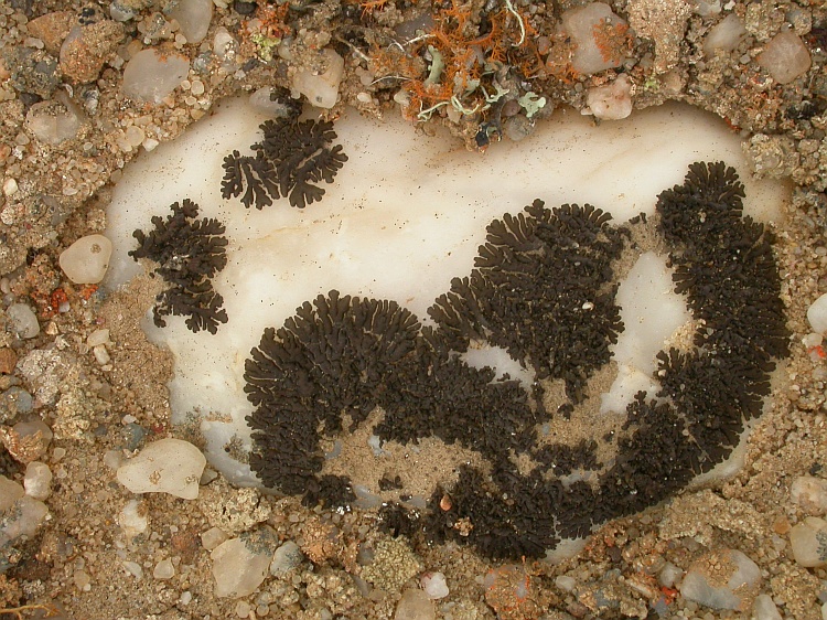 Neofuscelia incomposita from Namibia 