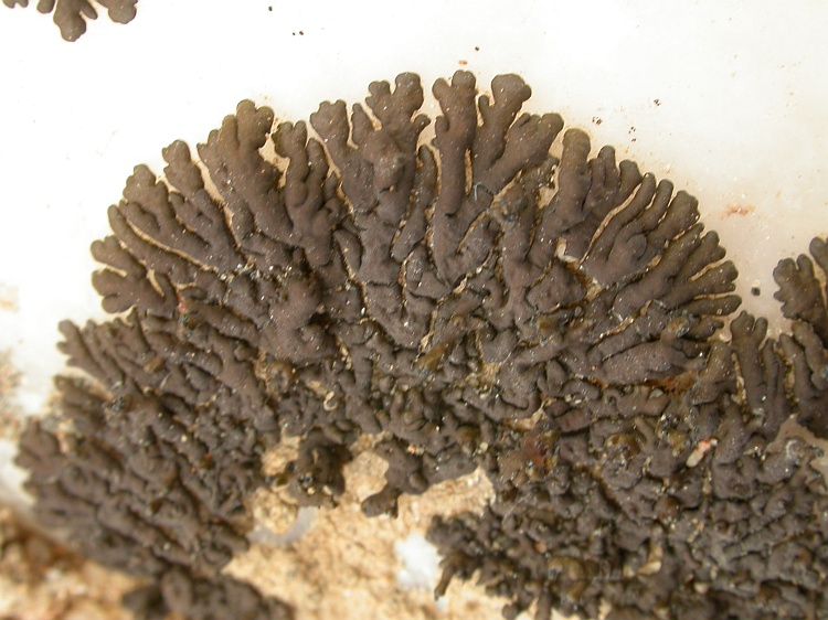 Neofuscelia incomposita from Namibia 