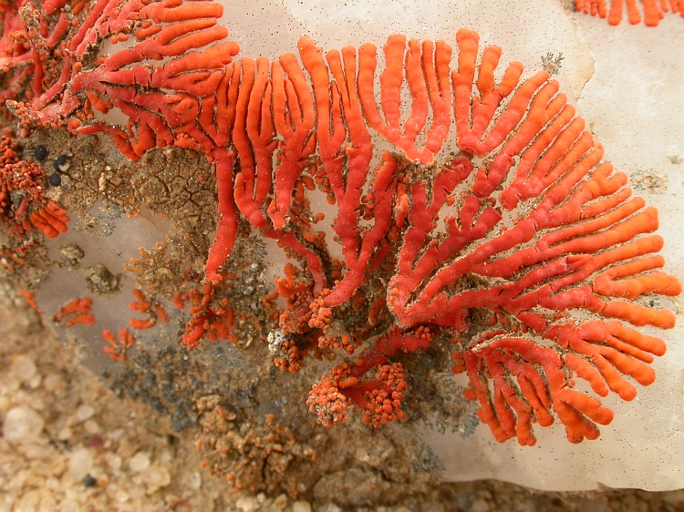 Caloplaca isidiosa from Namibia 