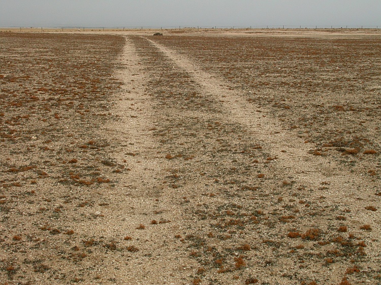 Teloschistes capensis from Namibia 