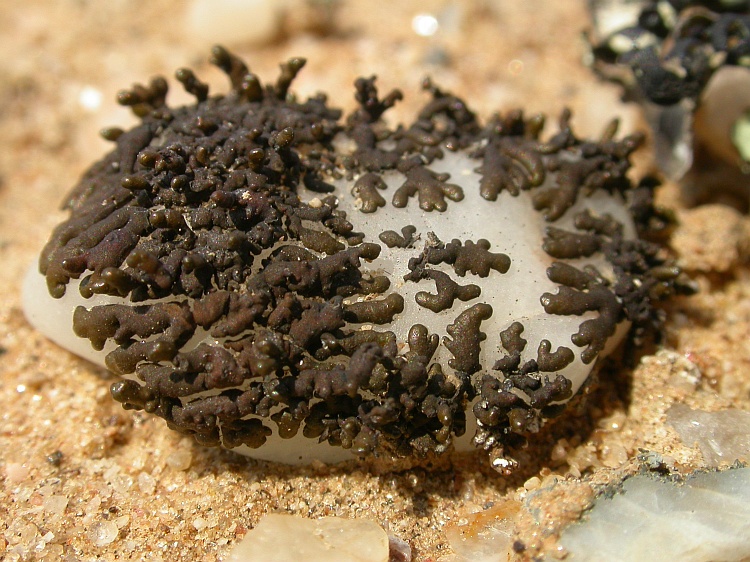 Neofuscelia incomposita from Namibia 