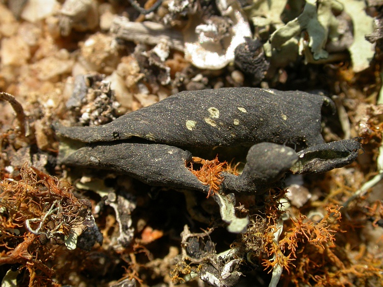 Xanthomaculina convoluta from Namibia 