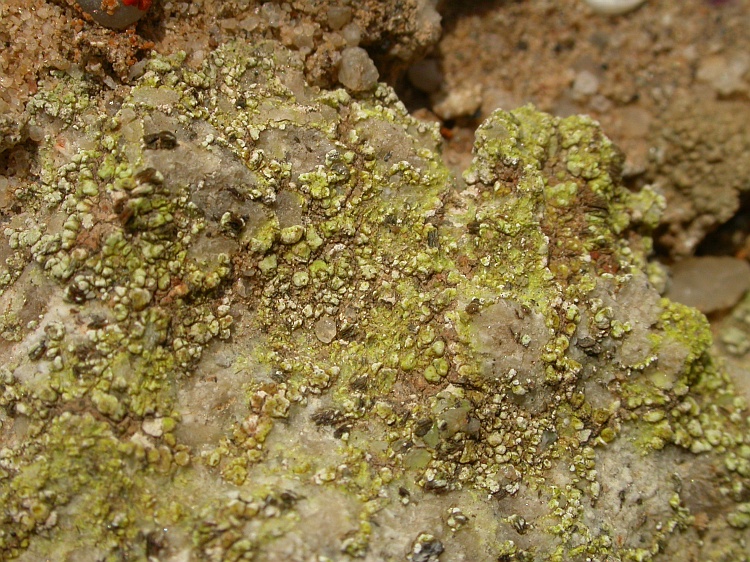 Acarospora schleicheri from Namibia 