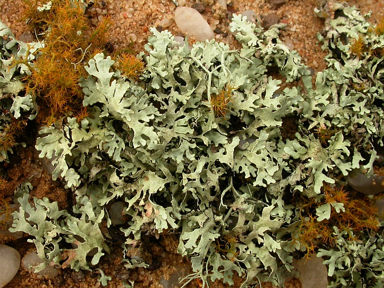 Xanthomaculina hottentotta from Namibia 