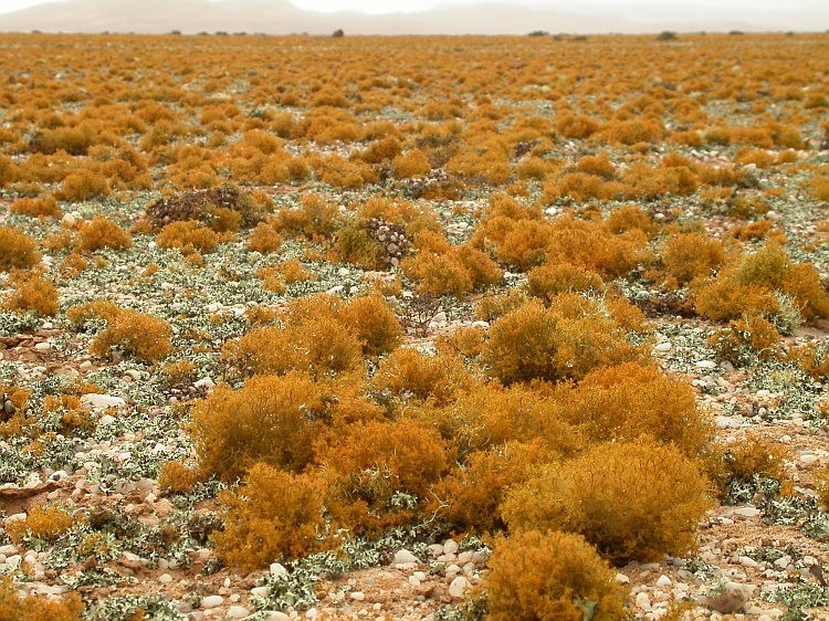 Teloschistes capensis from Namibia 