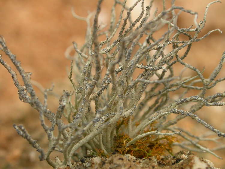Santessonia sorediata from Namibia 