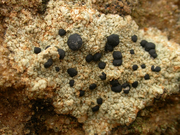 Lecidella crystallina from Namibia 