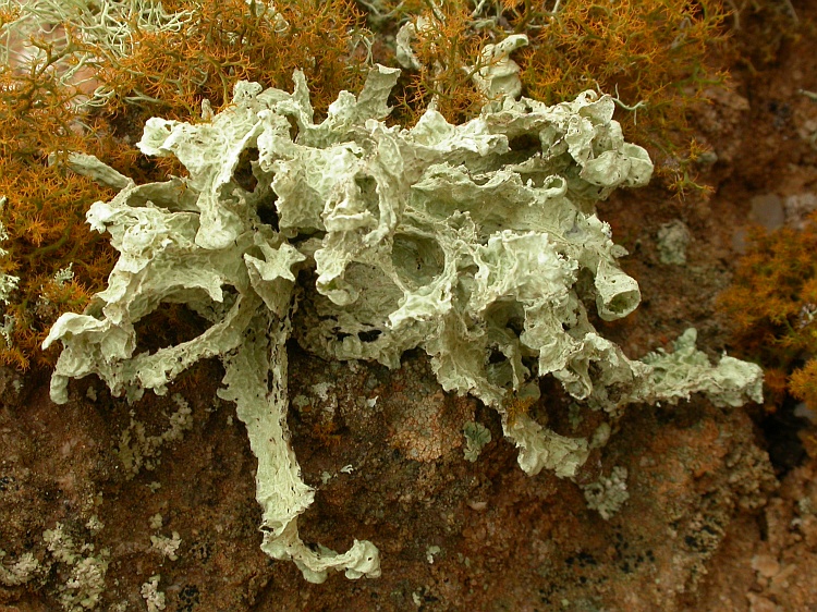 Ramalina lacera from Namibia 