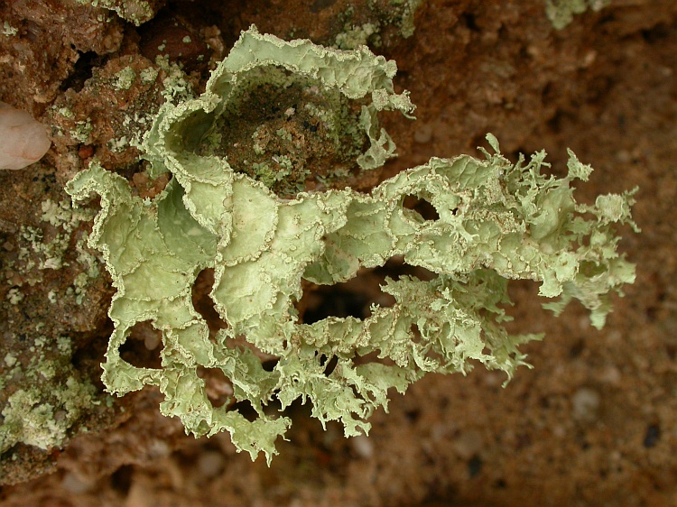 Ramalina lacera from Namibia 