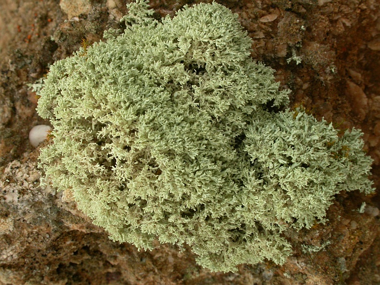 Ramalina fimbriata from Namibia 