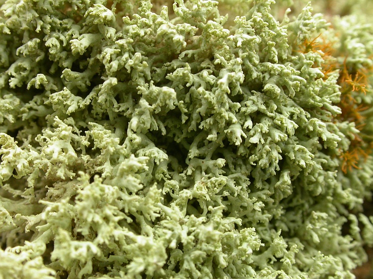 Ramalina fimbriata from Namibia 