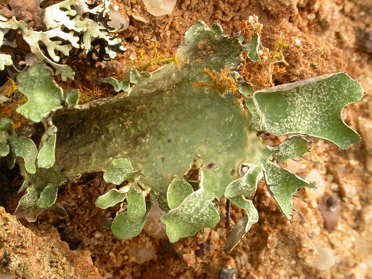 Xanthomaculina convoluta from Namibia 