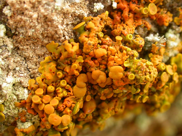 Xanthoria turbinata from Namibia 