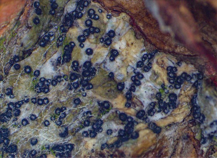 Nigrovothelium inspersotropicum from Philippines Thallus with perithecia. ECT179. Scale = 2 mm.