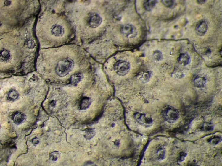 Ocellularia crocea from Singapore Habitus. leg. Sipman 45857. Image width = 4 mm.