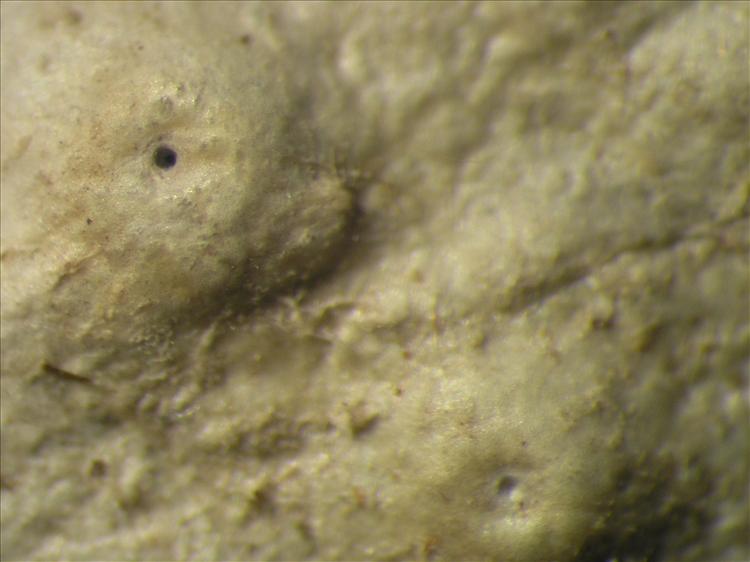 Ocellularia depressa from Netherlands Antilles, Sint  Eustatius Habitus. leg. Sipman  14920. Image width = 4 mm.