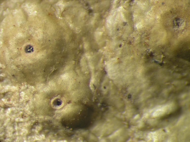 Ocellularia depressa from Netherlands Antilles, Sint  Eustatius Habitus. leg. Sipman  14912. Image width = 4 mm.