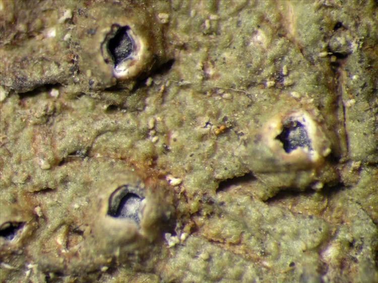 Ocellularia feigei from Singapore Habitus. leg. Sipman 46431a. Image width = 4 mm.