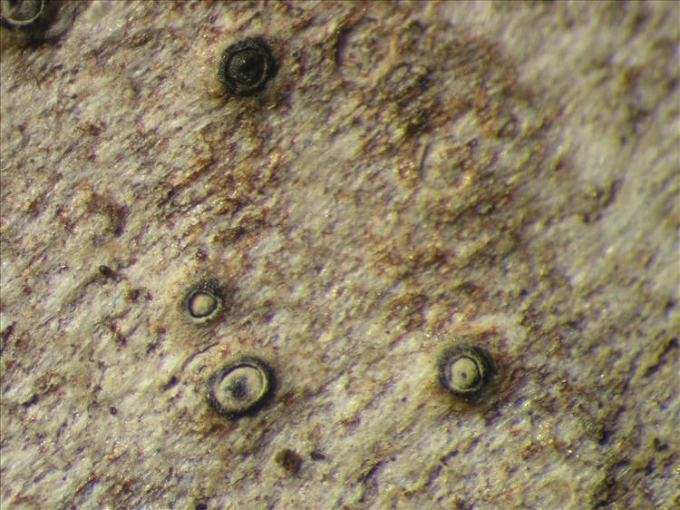 Ocellularia leucomela from Netherlands Antilles, Saba Habitus. leg. Sipman  54816. Image width = 4 mm.