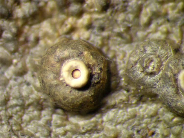 Ocellularia massalongoi from Singapore Habitus. leg. Sipman 46419. Image width = 4 mm.