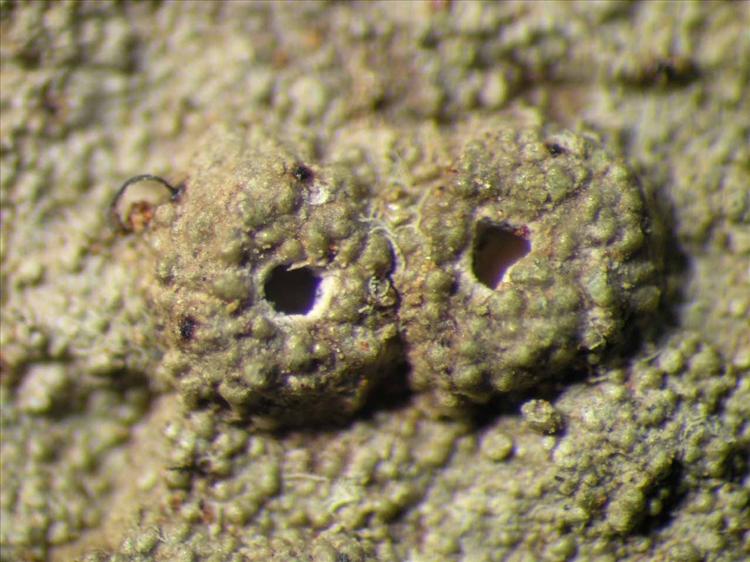 Ocellularia tanii from Singapore Habitus. leg. Sipman 46081. Image width = 4 mm.