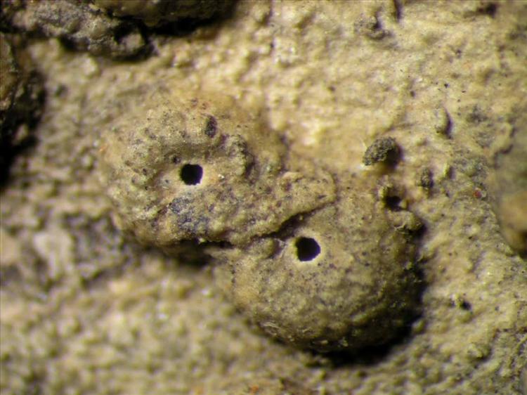 Ocellularia tanii from Singapore Habitus. leg. Sipman 46151. Image width = 4 mm.
