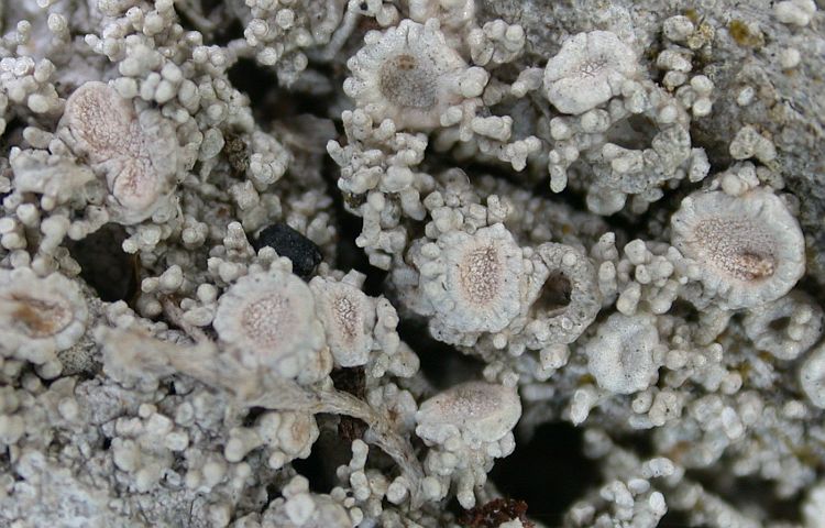 Ochrolechia yasudae from Taiwan (ABL)