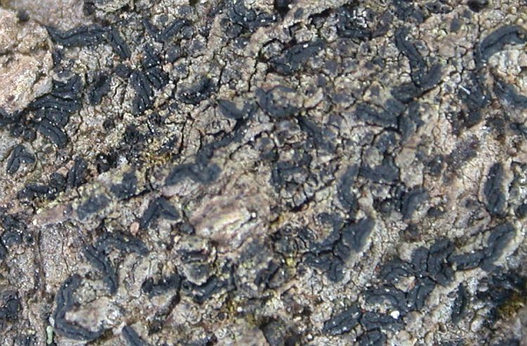 Opegrapha vulgata from China, Yunnan (ABL)