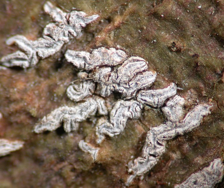 Phaeographis neotricosa from Australia 